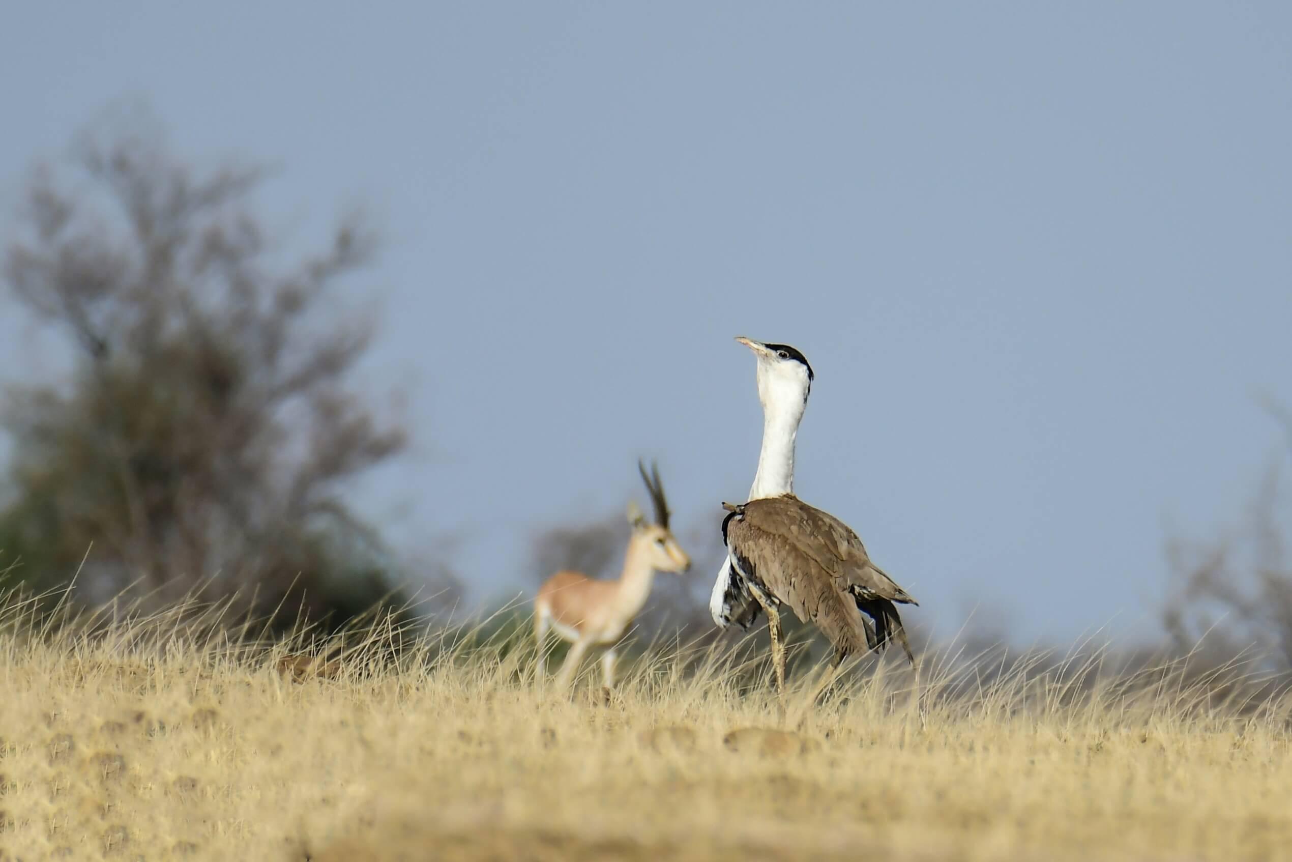 Malabar Pied Hornbill