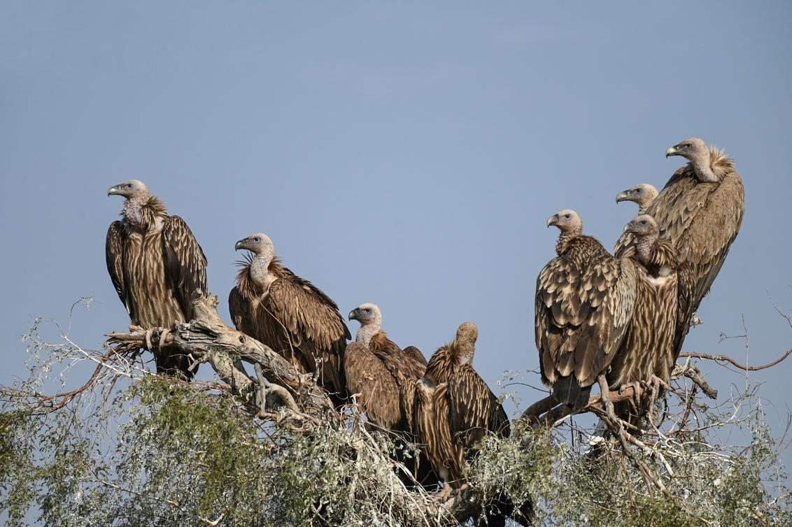 Crested Serpent Eagle