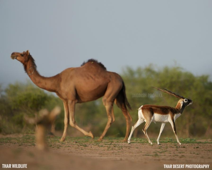 Sanctuary Landscape 6