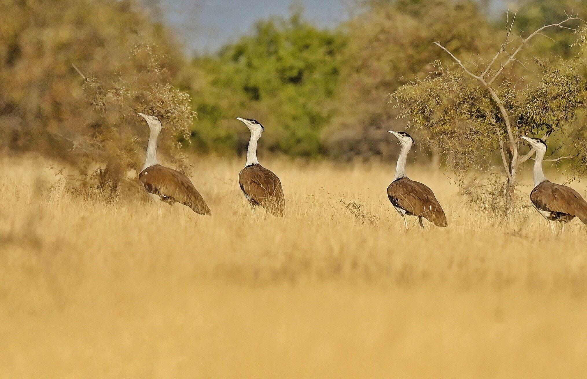 Wildlife Photography Tour