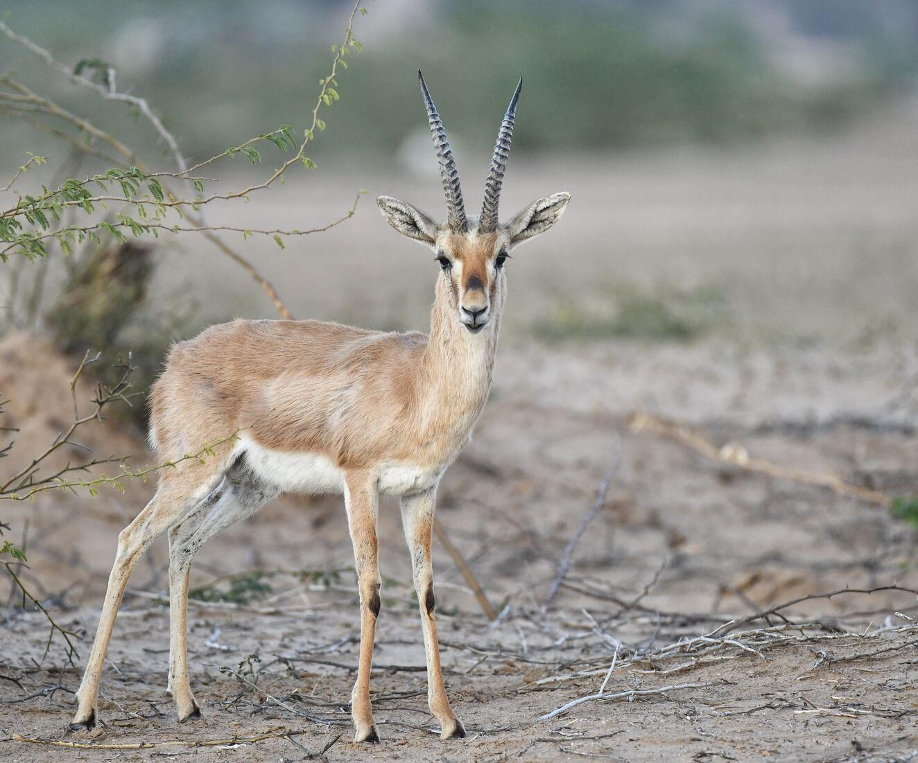 Spotted Deer (Chital)