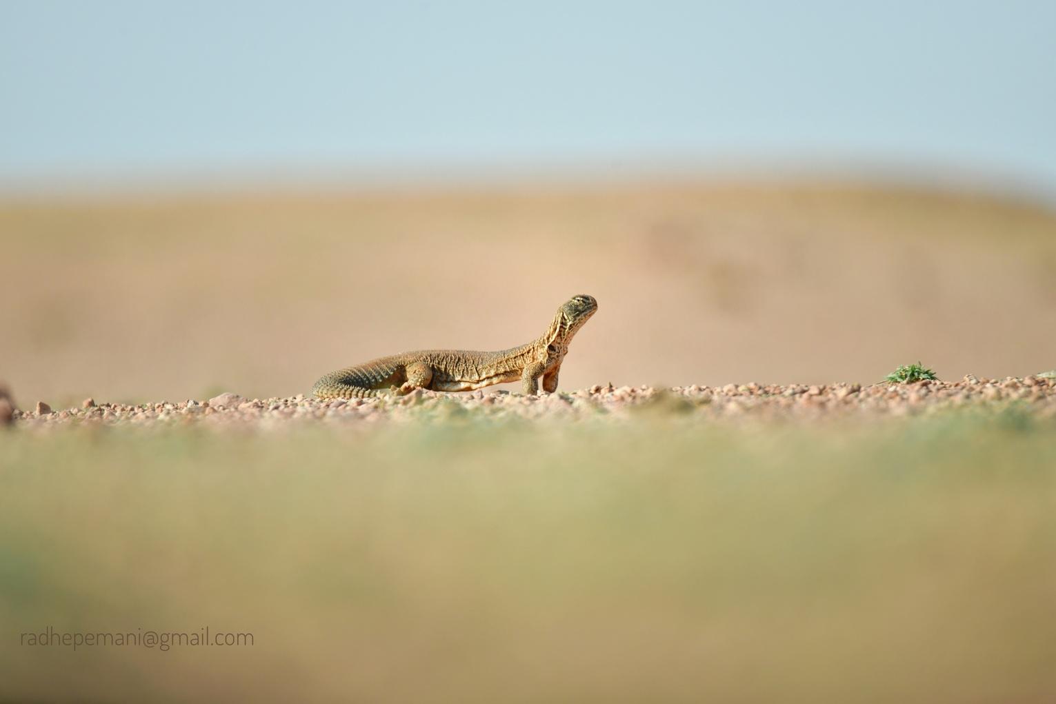 Indian Wild Dog (Dhole)