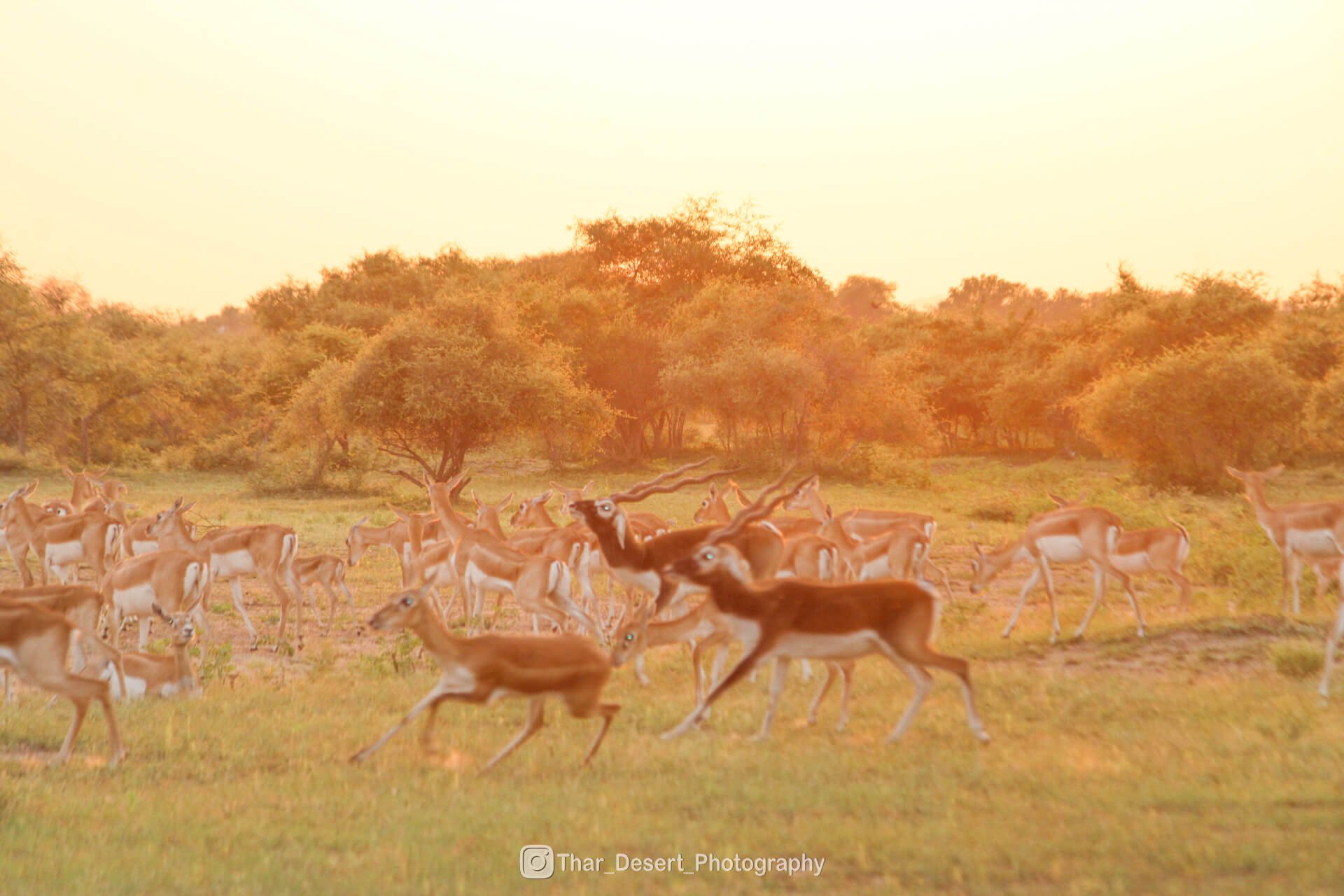 Experience the Wild Dhawa Doli